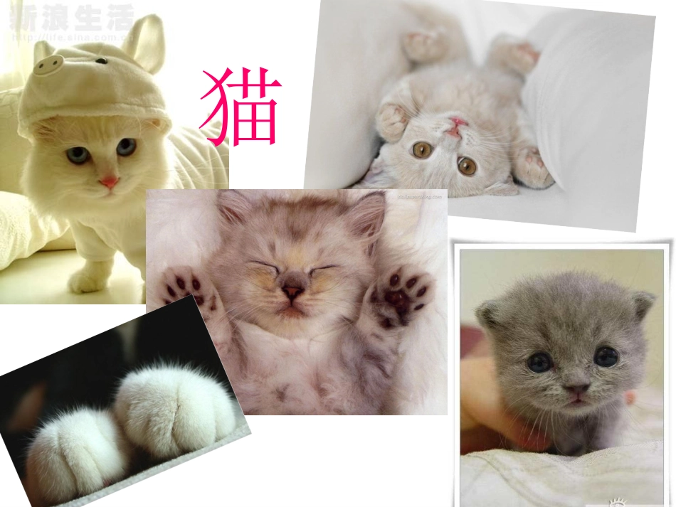 语文七年级下册猫（郑振铎）_第2页