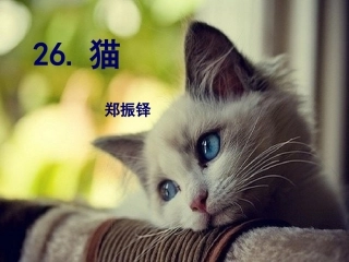 语文七年级下册猫（郑振铎）