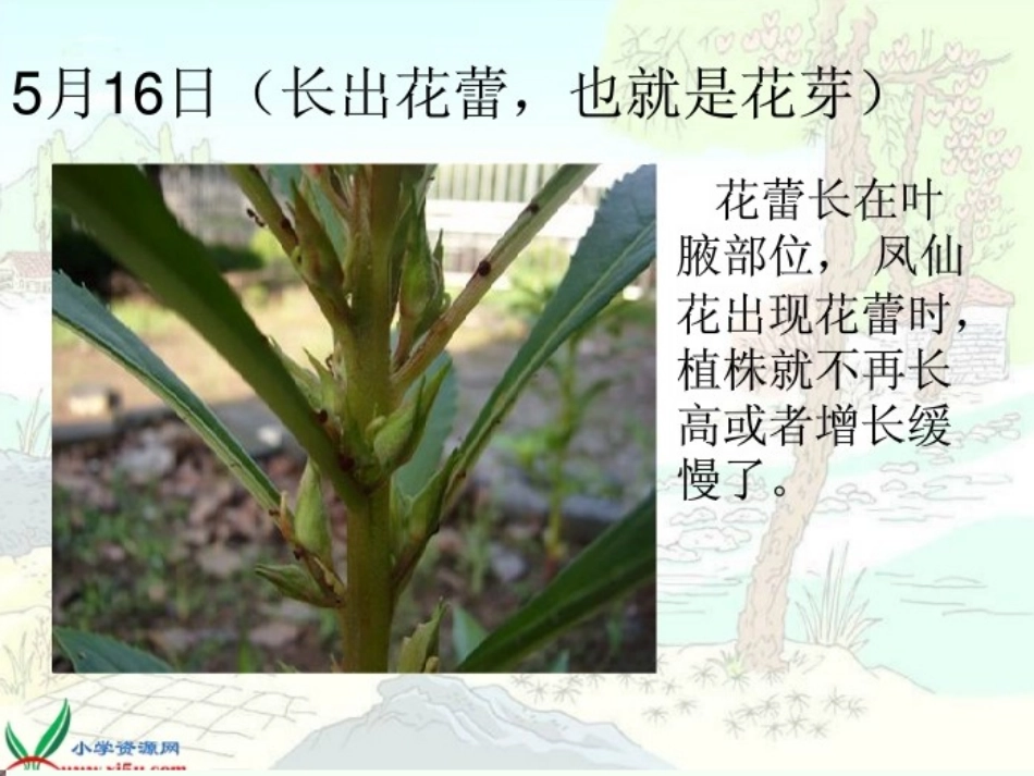开花了，结果_第3页