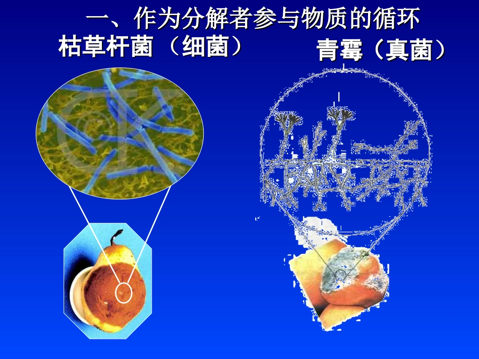 《细菌和真菌在自然界中的作用》参考课件1_第3页