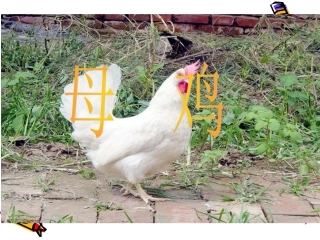 人教版小学语文四年级上册《母鸡》课件