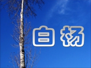 《白杨》教学参考课件一