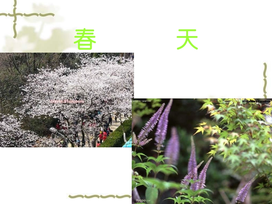 人教版小学科学《油菜花开了》课件_第2页