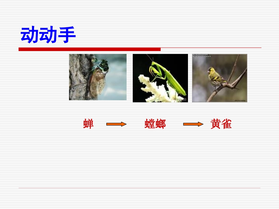 有趣的食物链课件_第2页