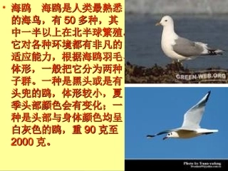 《老人与海鸥》公开课课件1