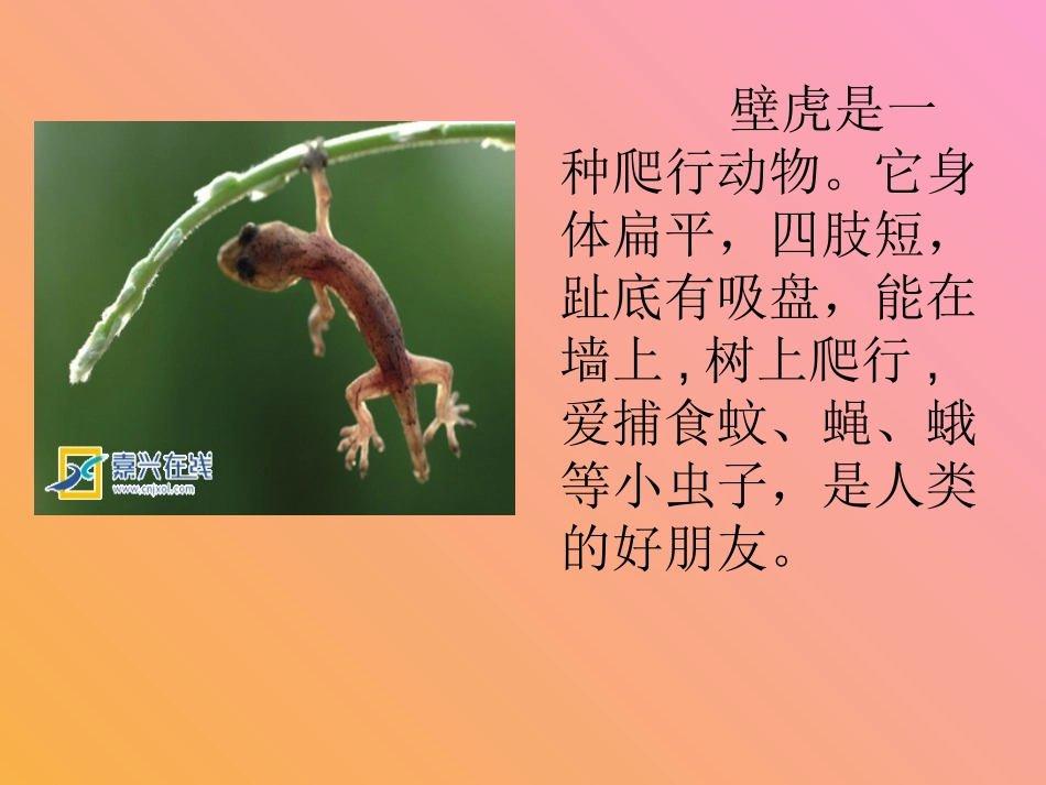 小壁虎借尾巴Ppt_第2页