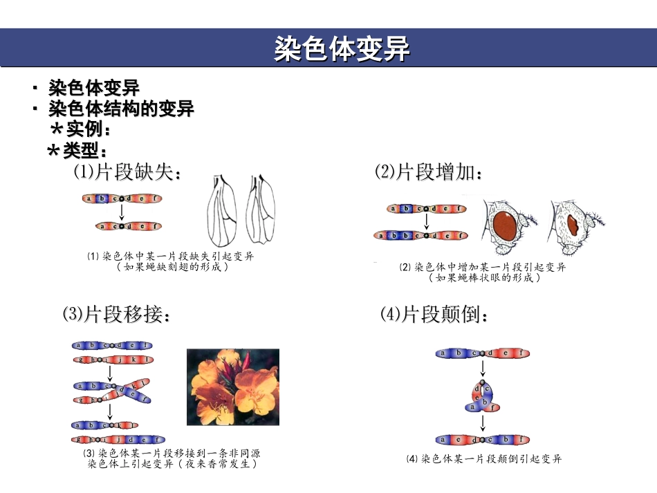染色体变异 (2)_第3页