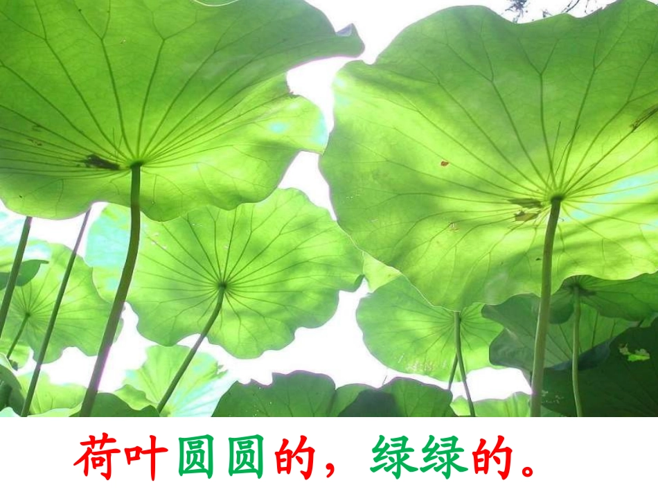人教版小学一年级语文荷叶圆圆课件_第2页