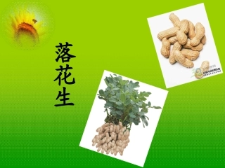 《落花生》课件 (4)