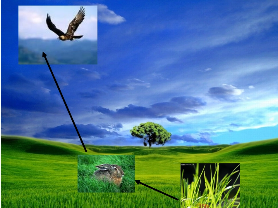 科学六年级下册《生态平衡》课件[1]_第2页