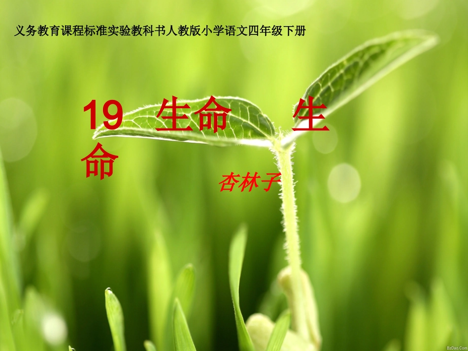 《生命_生命》课件_第1页