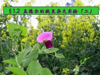 必修2：12孟德尔的豌豆杂交实验（二）2