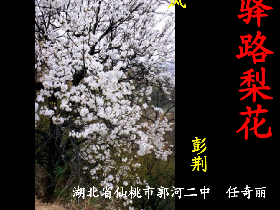 cyu驿路梨花387_第1页