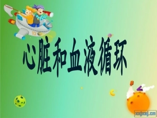 《心脏和血液循环》课件
