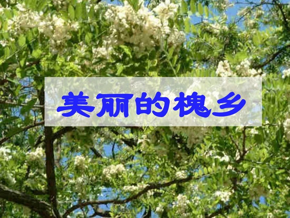 鄂教版三下语文--3美丽的槐乡_第1页