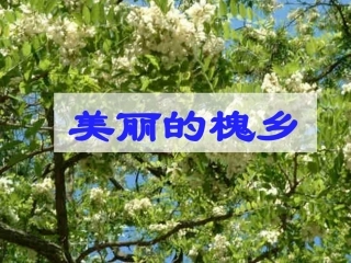 鄂教版三下语文--3美丽的槐乡