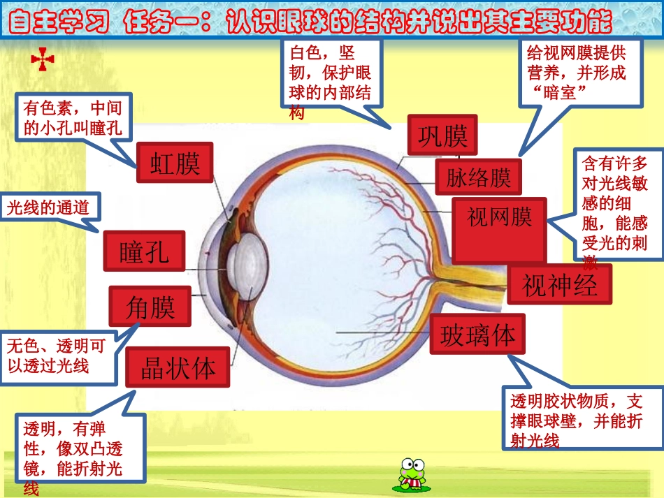 生物七下61人体对外界环境的感知（第一课时）_第3页