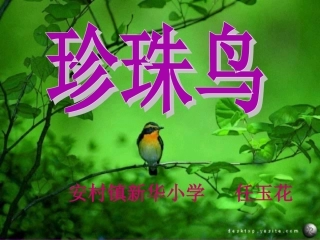 《珍珠鸟》课件2(1)