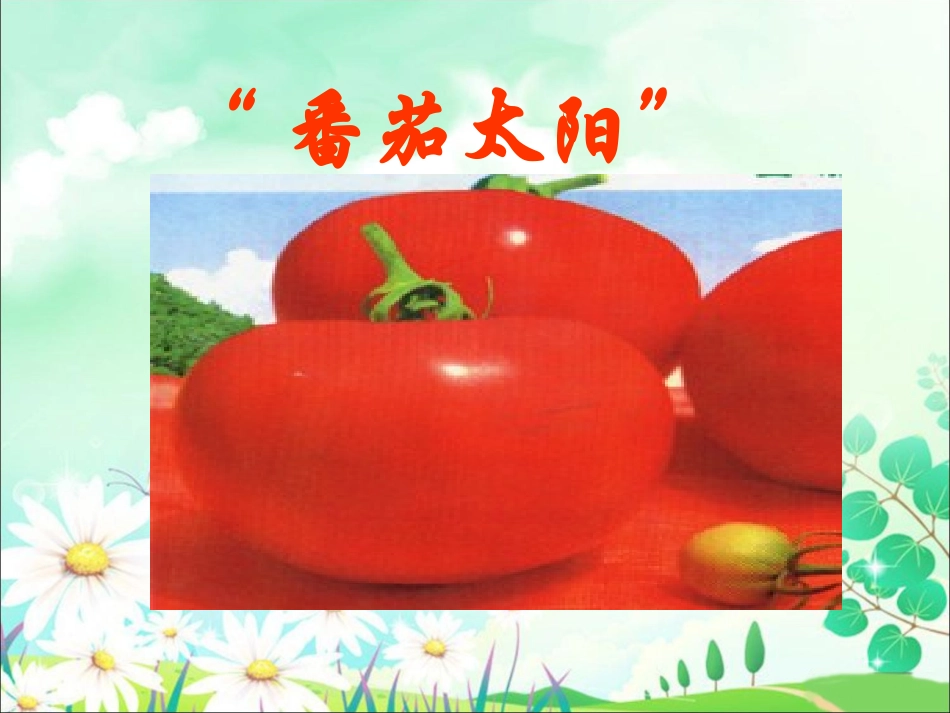 《“番茄太阳”》课件2_第1页