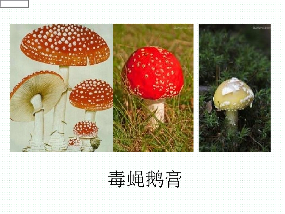 科学湘教版六年级3《健康饮食》课件_第3页