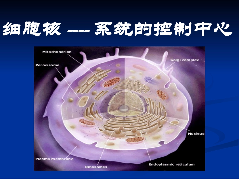 【生物】33细胞核——系统的控制中心课件1（人教版必修1）_第2页
