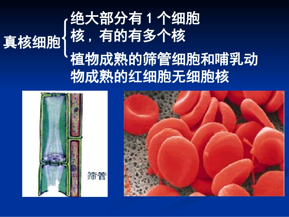 【生物】33细胞核——系统的控制中心课件1（人教版必修1）_第3页