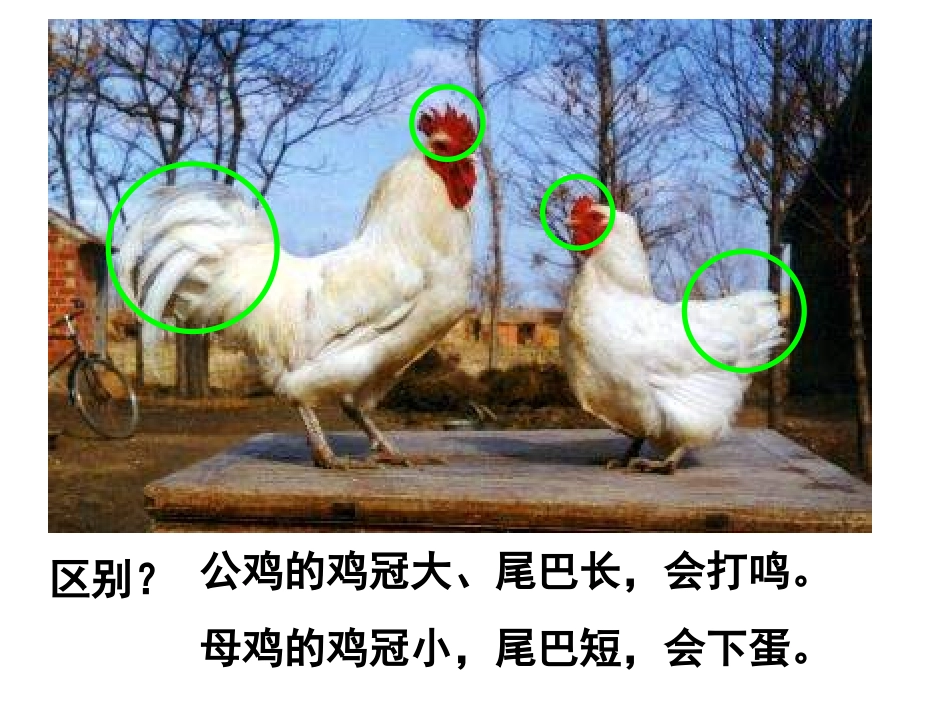 神奇的大公鸡 (3)_第3页
