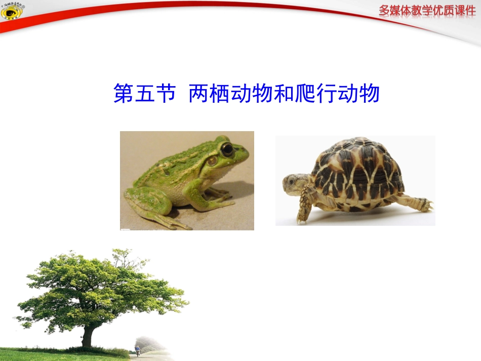 新人教版8年级上册第一章第五节_两栖动物和爬行动物_第1页