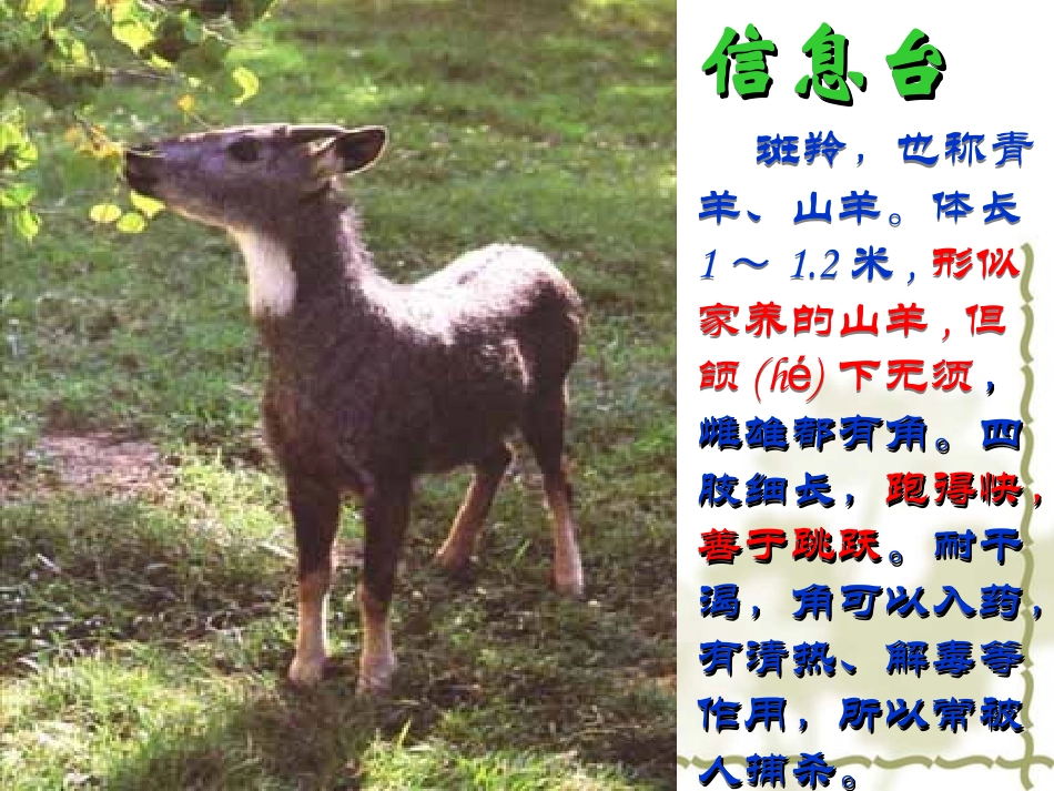 斑羚飞渡课件_第2页