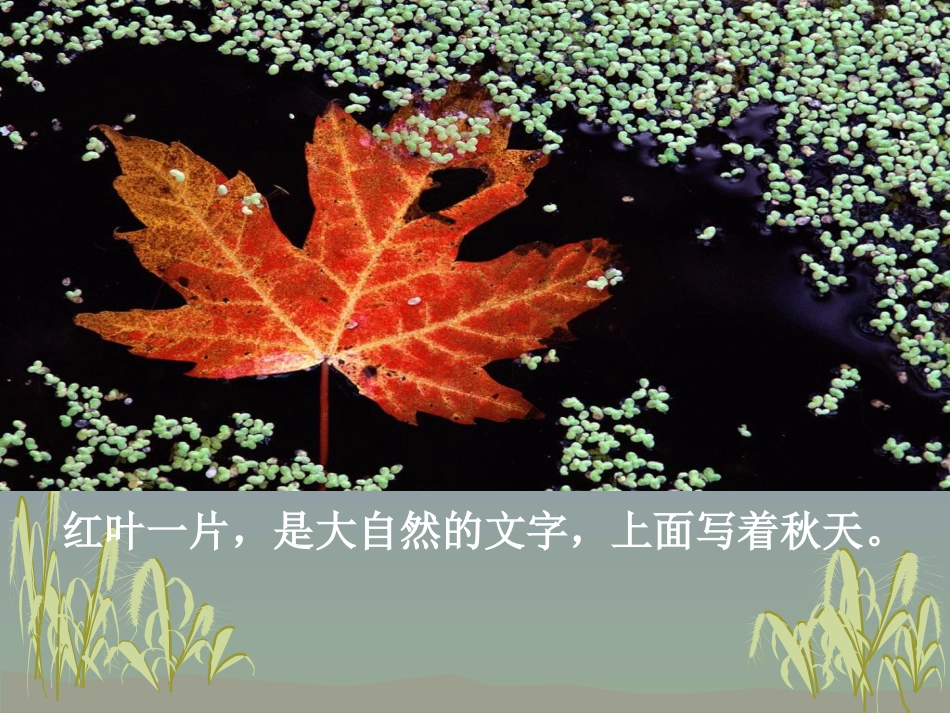 《大自然的文字》课件_第3页