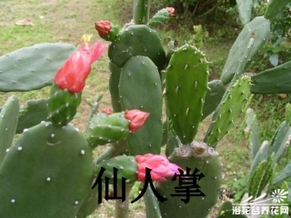 2017年9月份---（仙人掌）