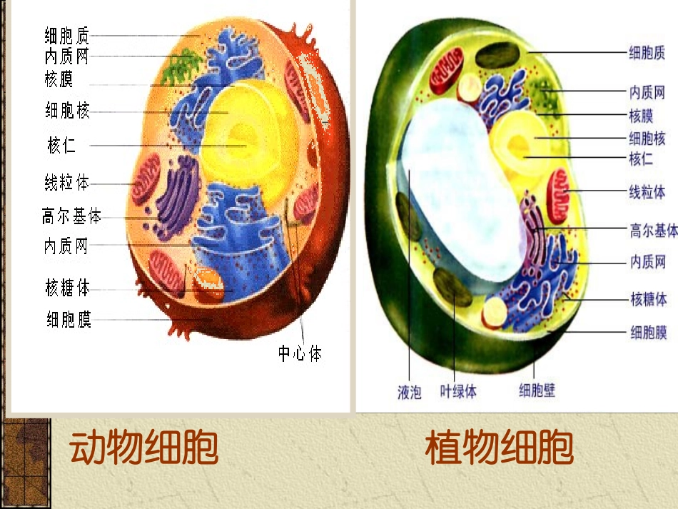 细胞器——系统内的分工合作_第3页