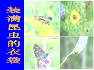 装满昆虫在衣袋邸晓宇