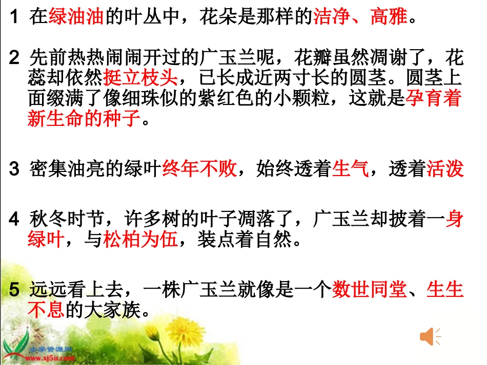 《广玉兰》第二课时_第3页