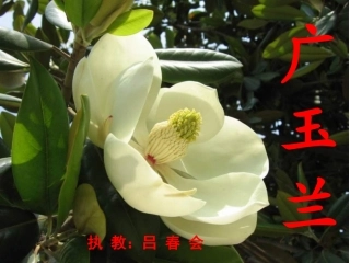 《广玉兰》第二课时