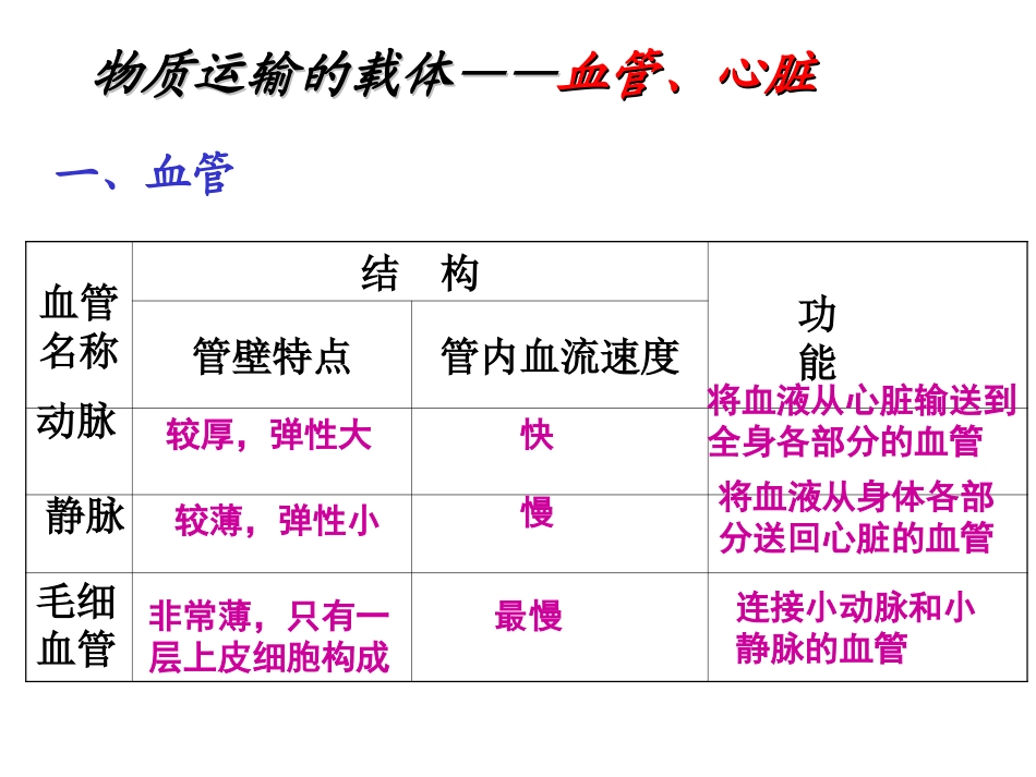 血流的管道血管_第3页