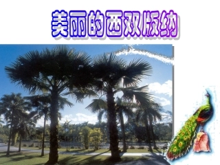 《美丽的西双版纳》