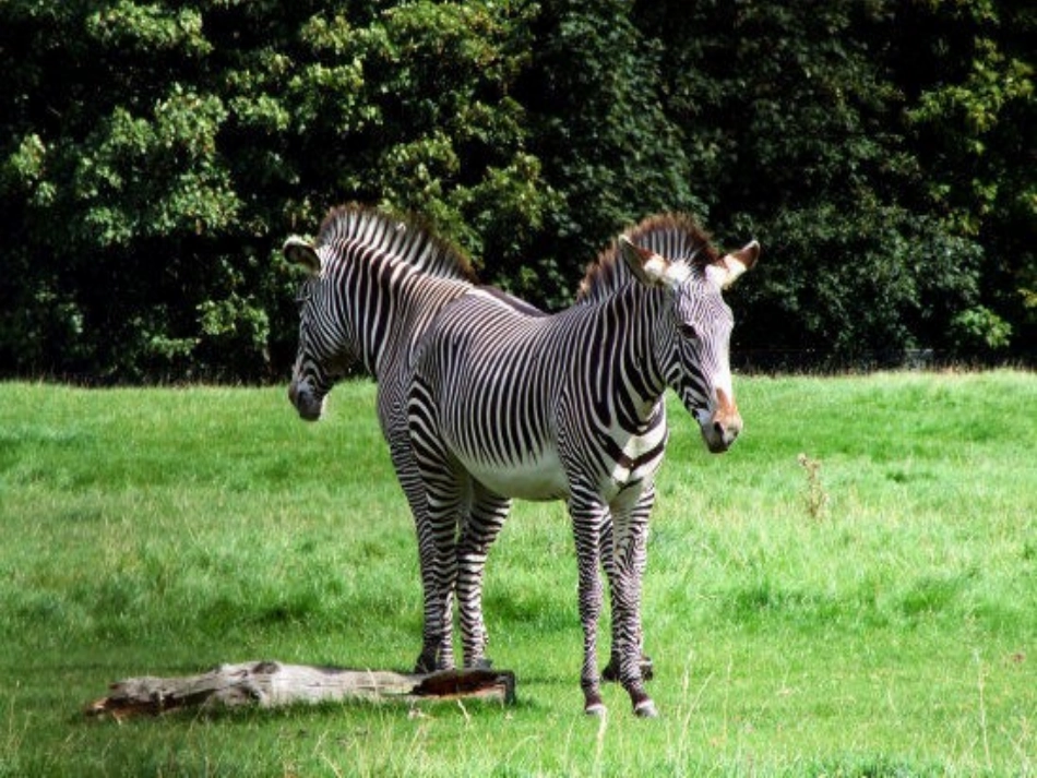 两只小狮子_支教下乡课件_第2页