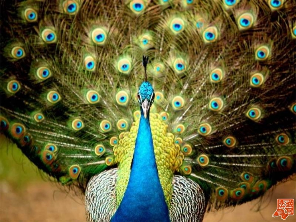 两只小狮子_支教下乡课件_第3页