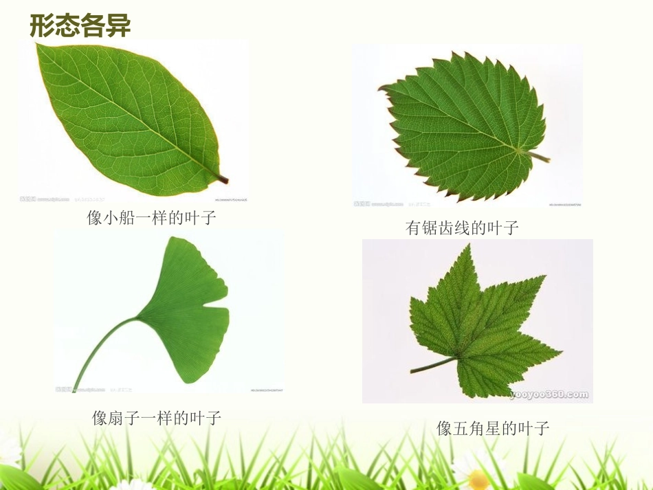 走进科学《有趣的叶子》_第2页