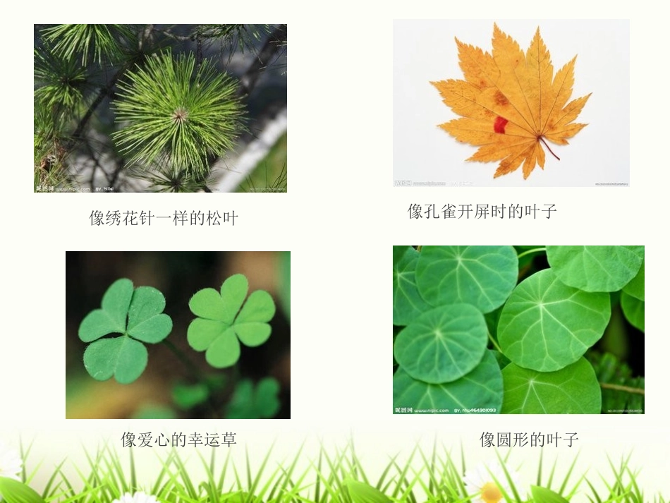 走进科学《有趣的叶子》_第3页
