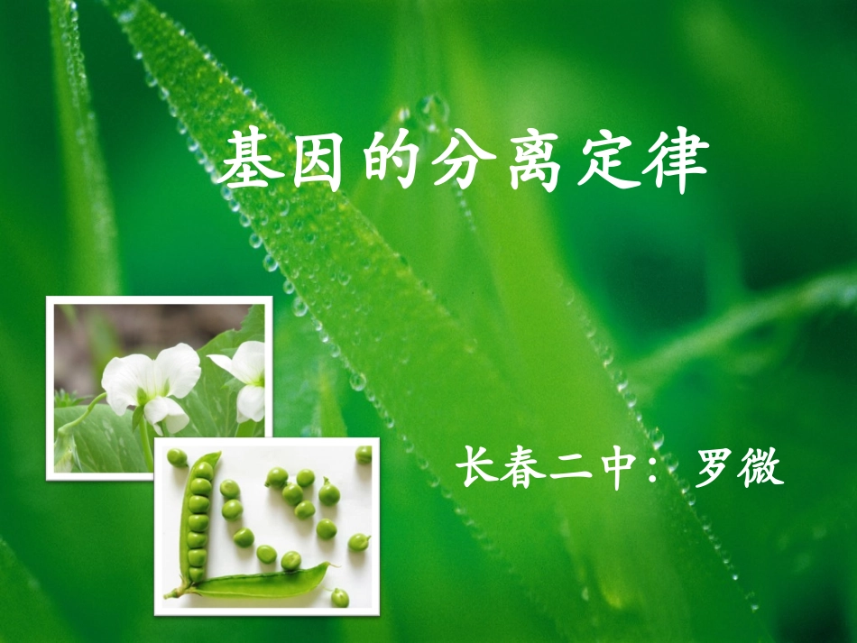 基因的分离定律_第1页