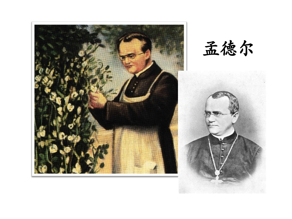 基因的分离定律_第2页