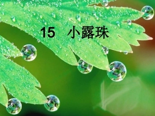 小露珠MicrosoftPowerPoint演示文稿