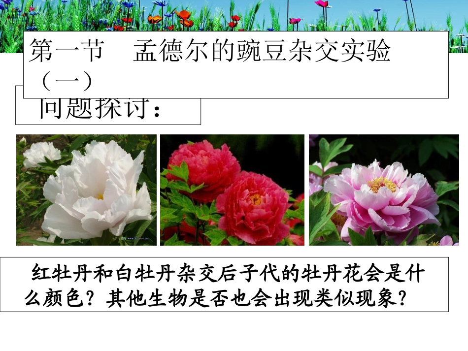 孟德尔杂交实验一_第3页