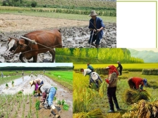 鄂教版一年级语文下《悯农》教学课件