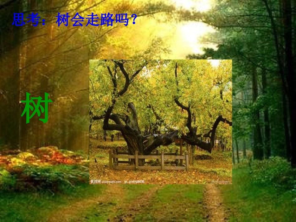 《会走路的树》课件设计制作_第2页