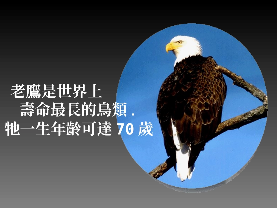 心态培训——鹰扬万里_第2页