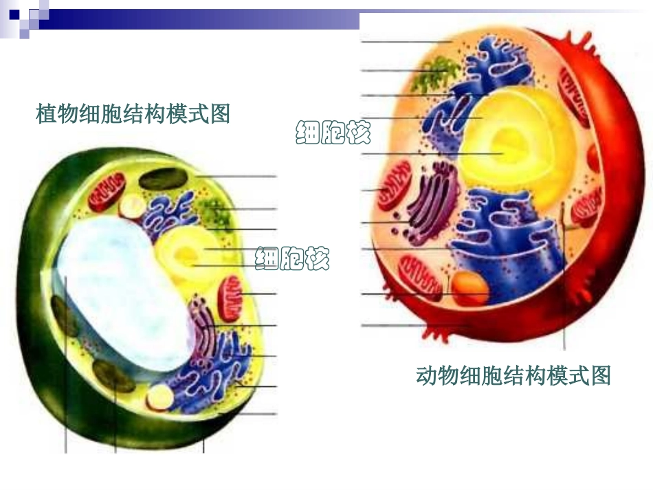细胞核公开课_第1页