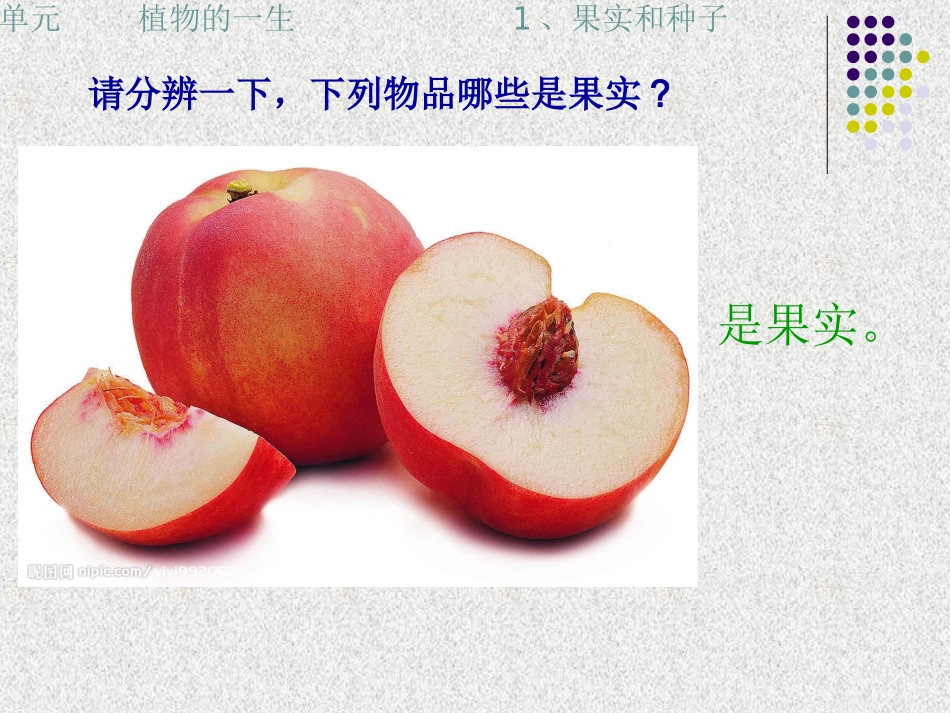 《果实和种子》苏教版小学三下课件_第2页